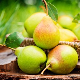 Pears- Barlett - Flat Pears- Barlett - Flat