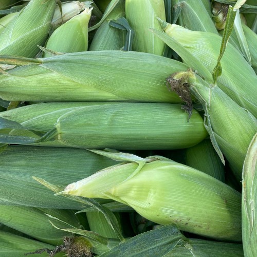Corn - Bi color - Organic - Pfennings ON - Case of 60 Corn - Bi color - Organic - Pfennings ON - Case of 60