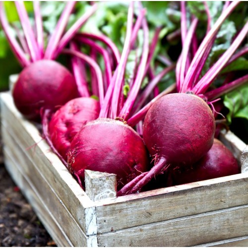 Beets - Organic - Pfennings ON - 24 Bunches