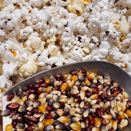 Rainbow Popping Corn - per lb Rainbow Popping Corn - per lb