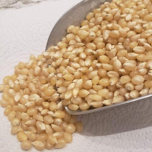 White Popping Corn - per lb White Popping Corn - per lb